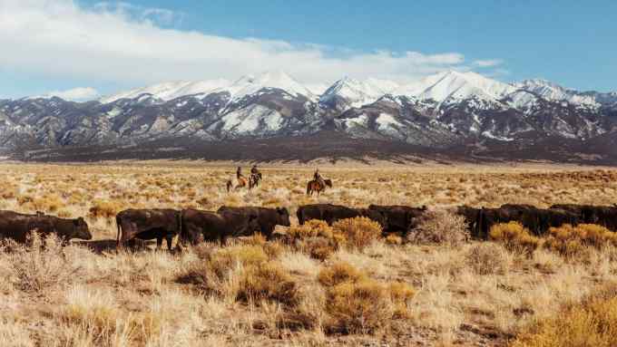 The Zapata Ranch crew move cattle to a new pasture