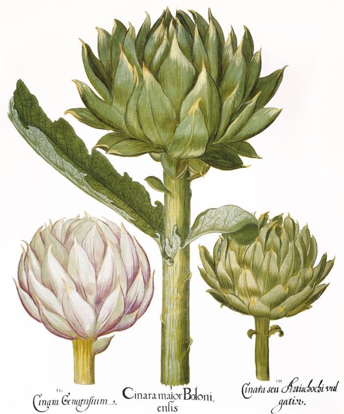 An early 17th-century engraving of three artichokes 