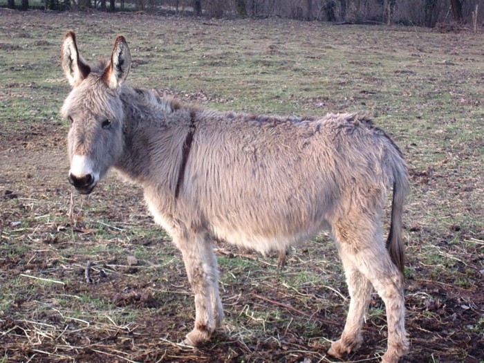 Gurney’s donkey – a gift from a friend