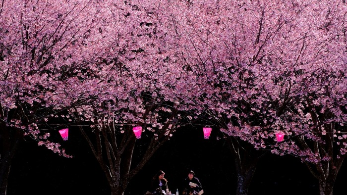 Two women picnic under under cherry trees in full bloom 