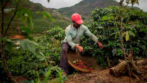 A farmer gathers coffee beans in Espírito Santo state