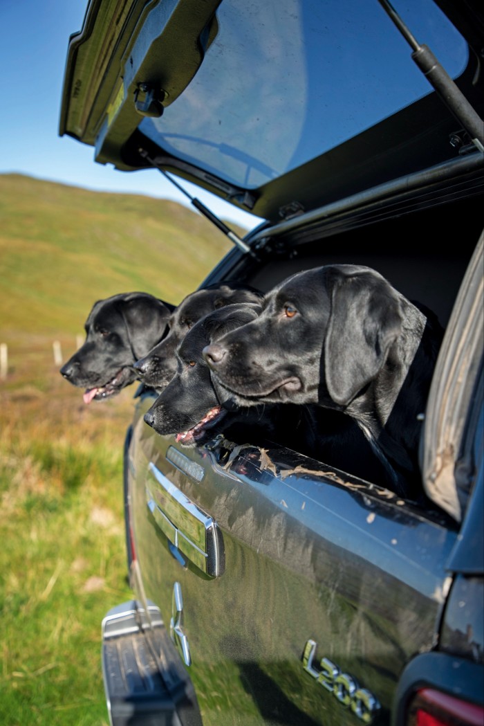 The Gleneagles gundogs in the back of the car