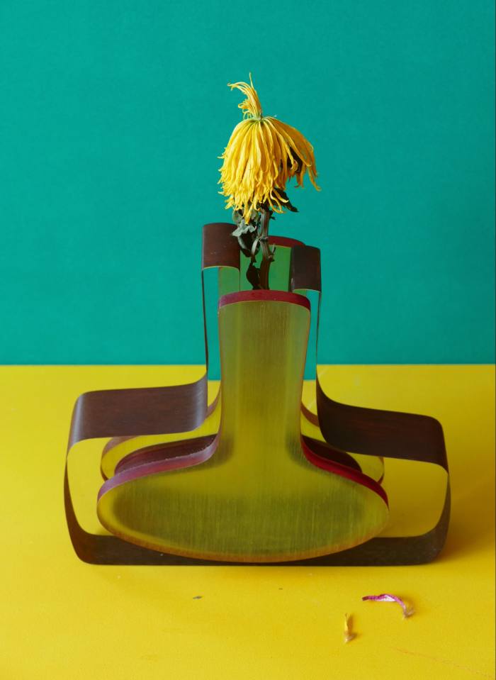 Still-life of a dandelion by Pedro Almodóvar