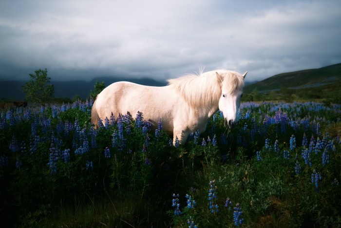 Merry finds the Icelandic landscape inspiring