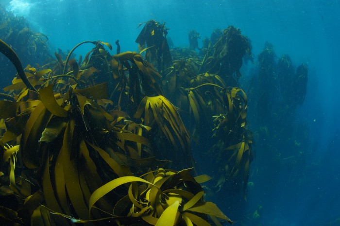 The bamboo kelp can reach 15m in height