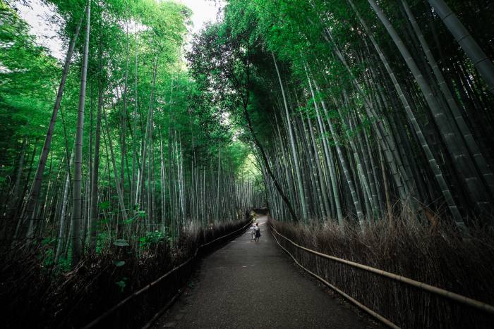 Bamboo groves in Kyoto