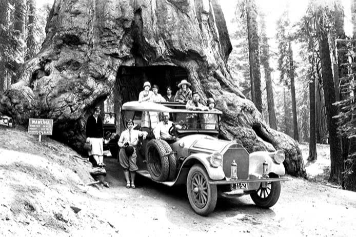 Driving through a giant redwood in Yosemite, c1900