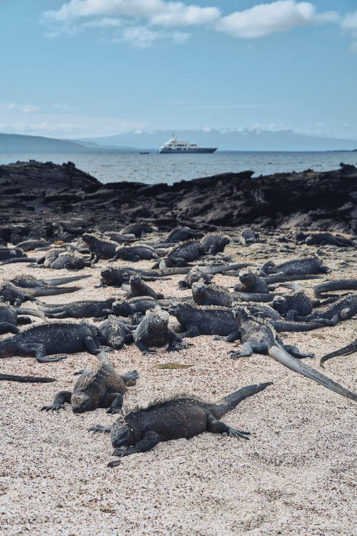 The marine iguana is found only on the Galápagos Islands