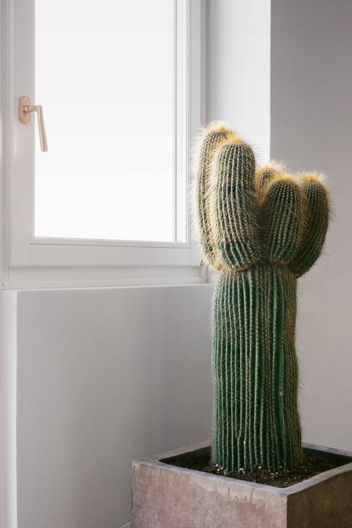 A cactus in his Florence living room