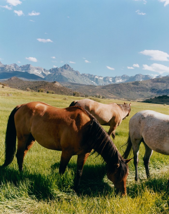 Some of the horses on the ranch, with the San Juan Mountains in the background