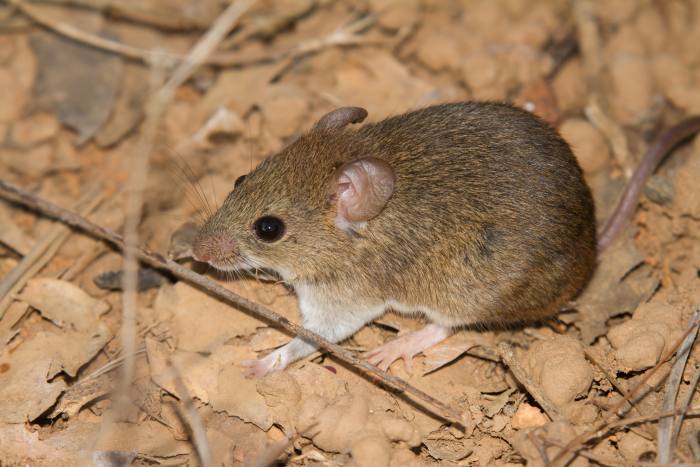 The African multimammate mouse, which can spread Lassa fever and thrives in degraded landscapes