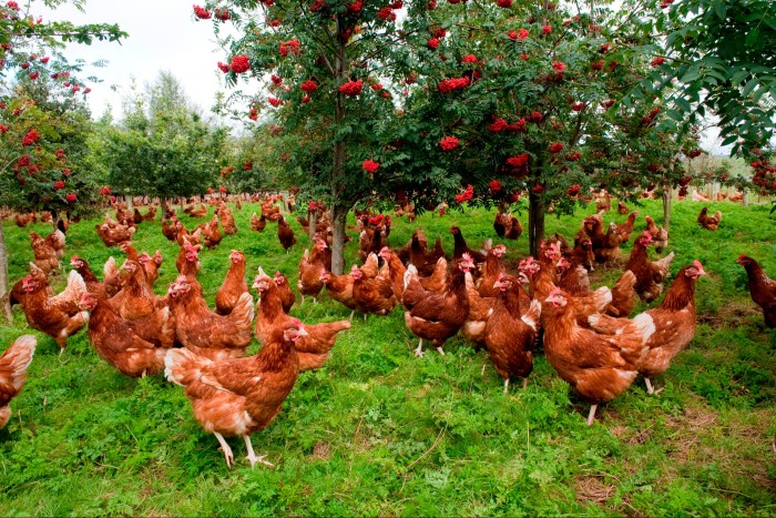 Free-range hens wander through woodland