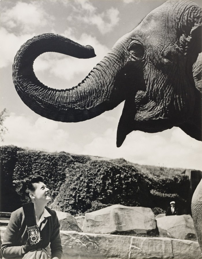 Ylla et L’Eléphant, 1950, by Ergy Landau