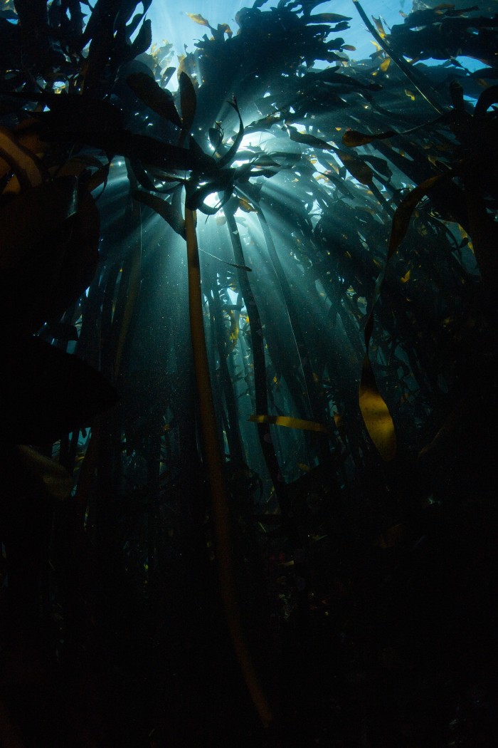 Cape Town’s giant bamboo kelp forest