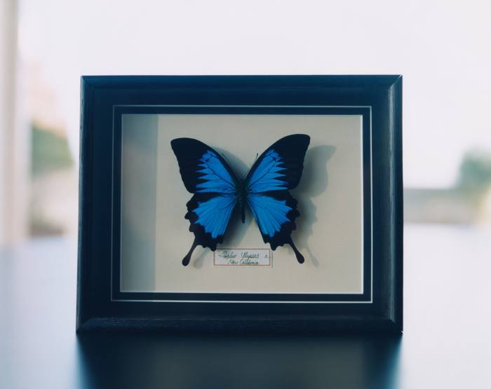 A framed butterfly bought in Jakarta