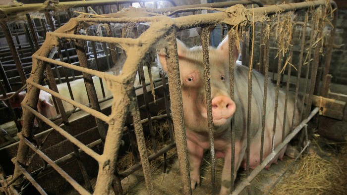 A pregnant pig stands in a pen at a farm