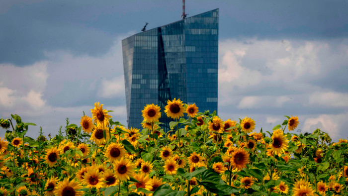 Sunflowers in front of the European Central Bank in Frankfurt