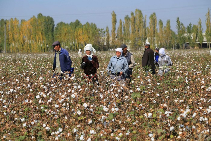 Uzbekistan’s cotton growers walk in a cotton plantations outside Tashkent, on October 24, 2019