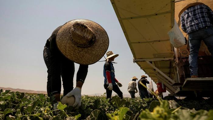 Workers gather cantaloupes on a California farm. The state has taken a lead in heat safety regulation