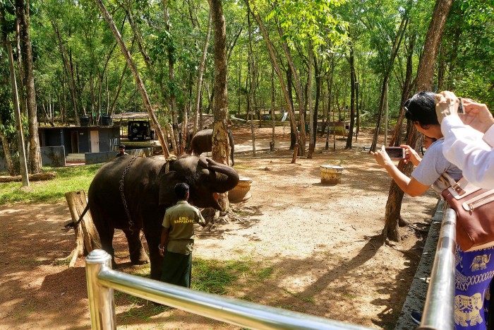 an elephant being taken cared of by a handler with people taking pictures
