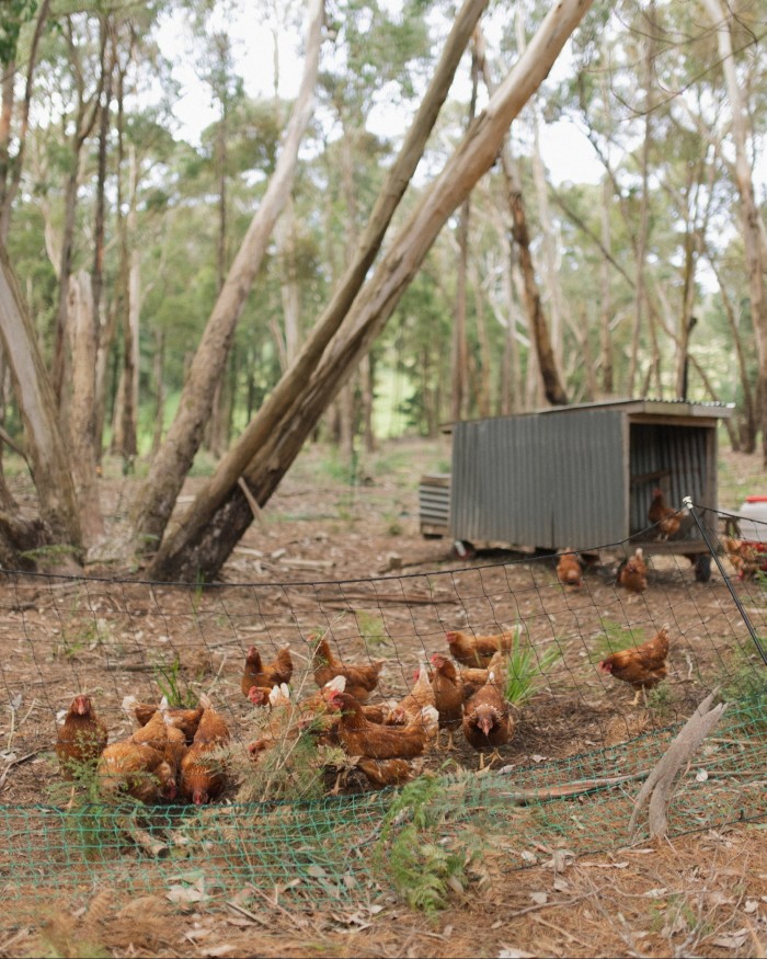 The winery’s resident chickens beside a coop in a glade 