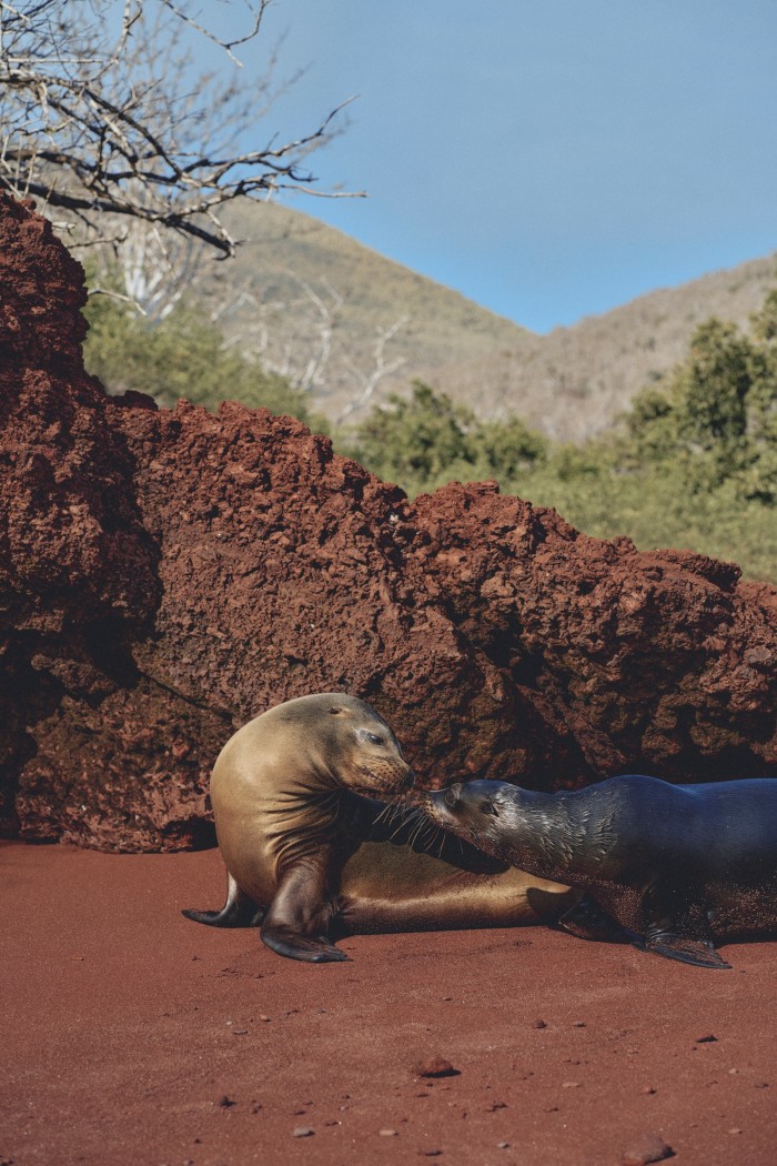 Sea lions on Rábida island