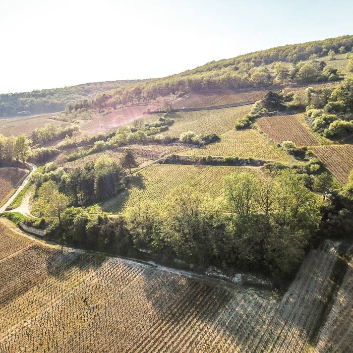 Dancer farms eight hectares of terroir in the Côte de Beaune