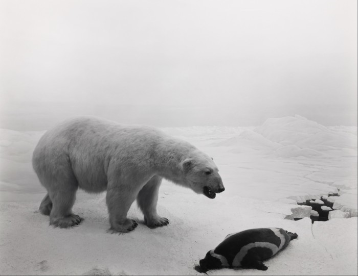 In a photograph, a white polar bear is about to prey upon a small seal in a glacial landscape