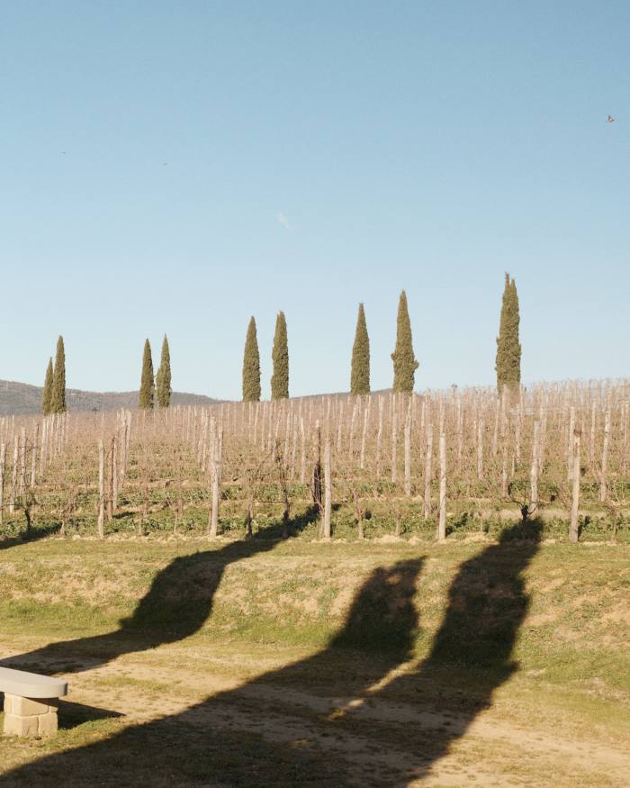 The vineyard at Solomeo