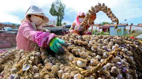 Farmers hang plaits of garlic to dry in a village in China’s Gansu province in 2020