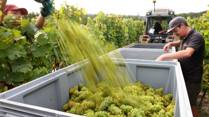 Pickers harvest chardonnay grapes at a Chapel Down vineyard