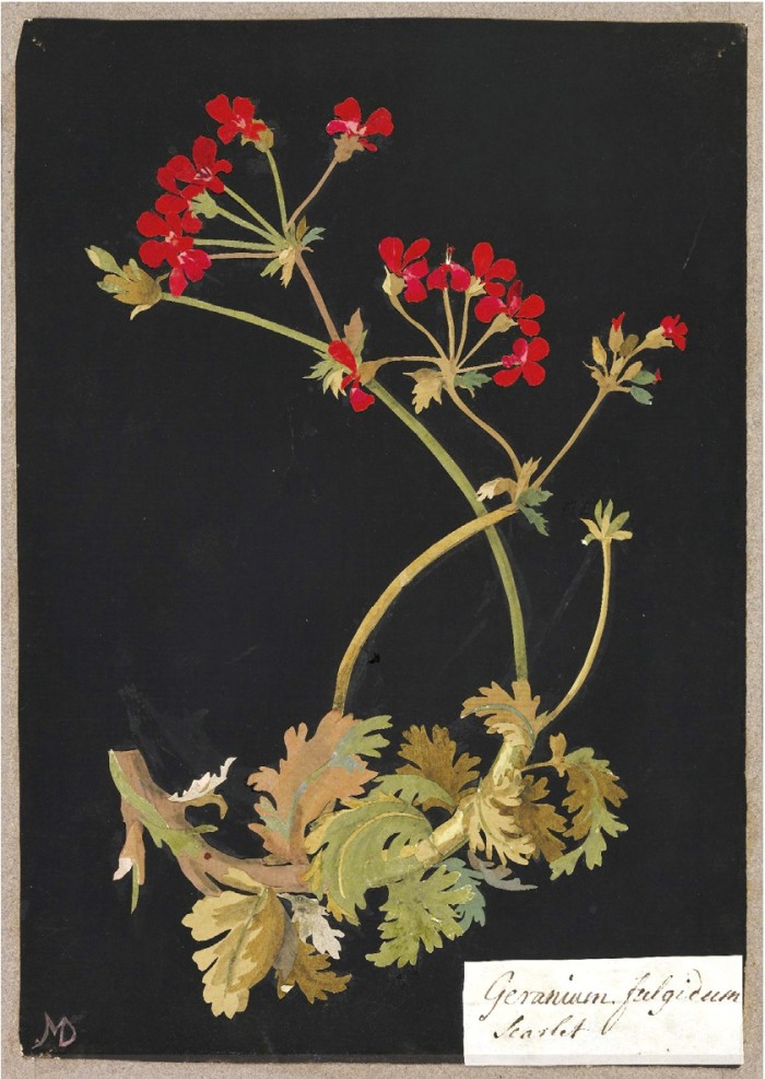 “P. Fulgidum” The Scarlet Geranium, 1755, by Mary Delany
