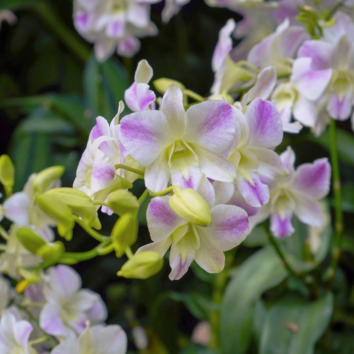 The park’s famed National Orchid Garden . . . 