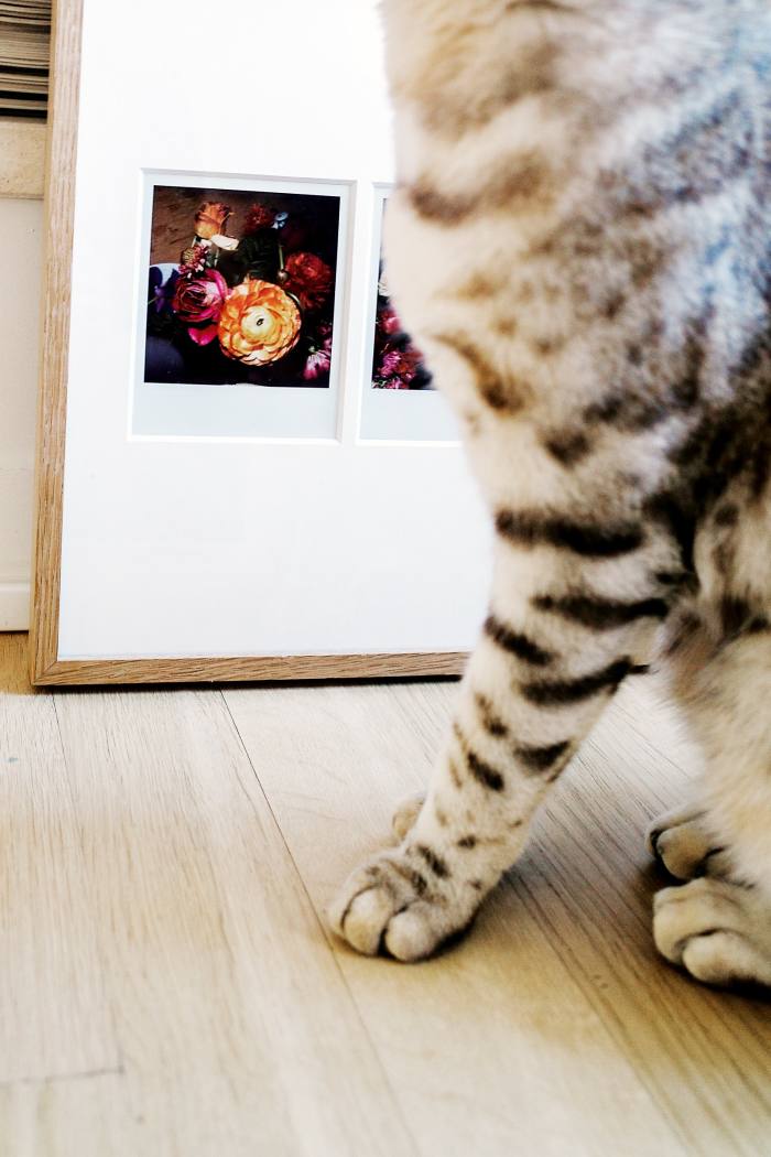 Her cat Matisse next to her Araki Polaroids