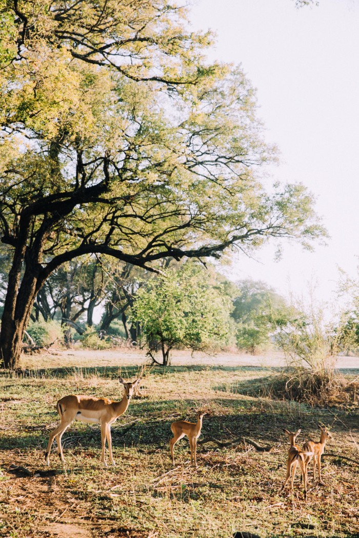 Impala in Zambia, on a safari with African Bush Camps