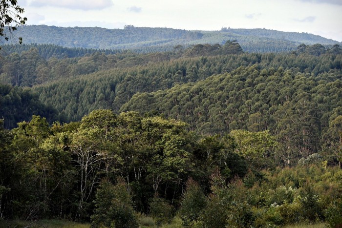 Panoramic view of the Vitória farm with native vegetation and eucalyptus plantation