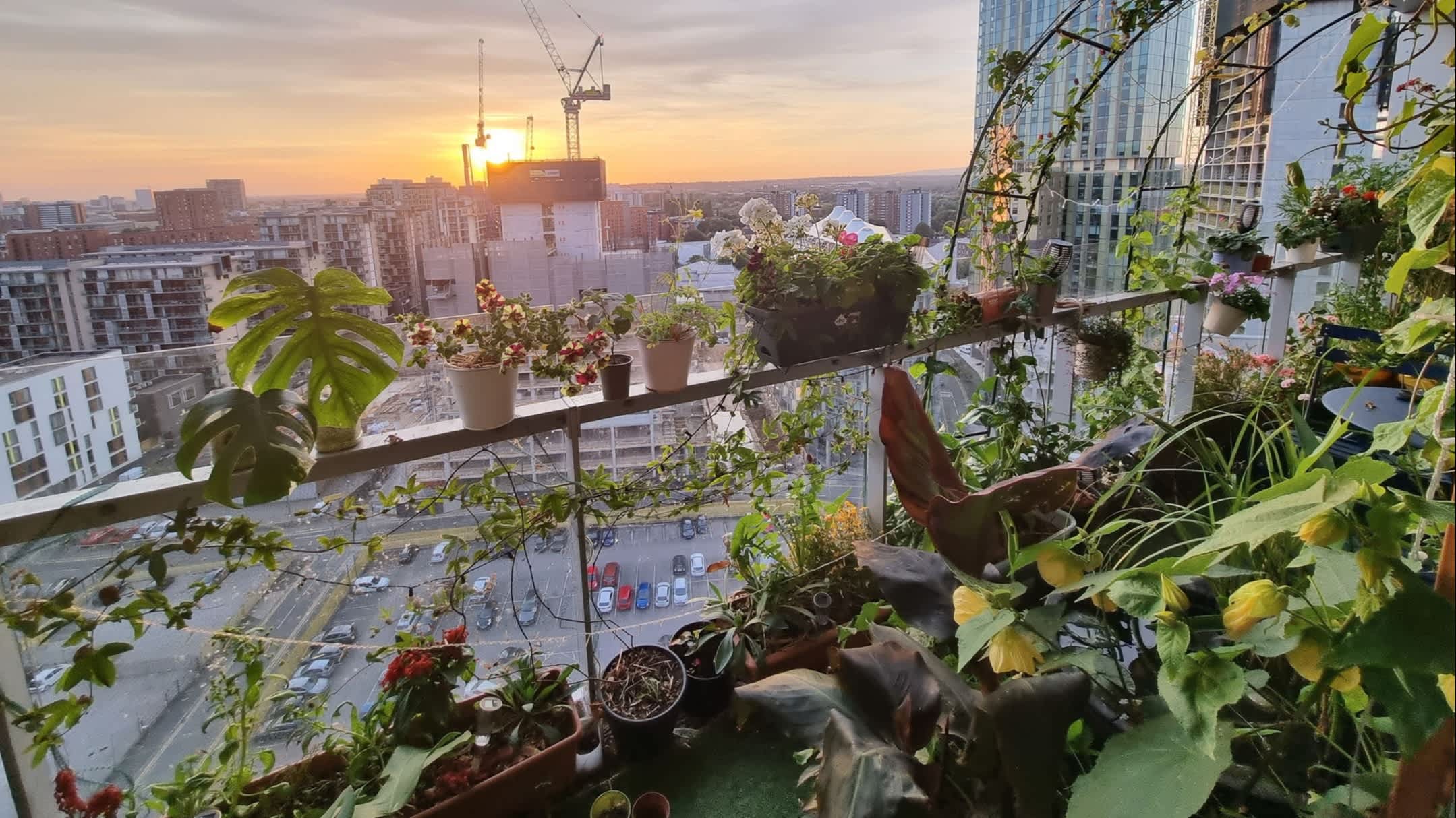 a balcony filled with plants overlooking the city of Manchester