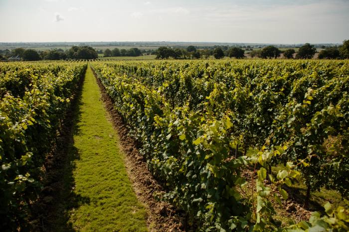 Gusbourne winery in Kent