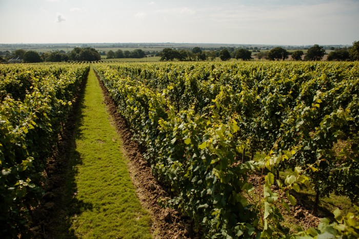 Gusbourne winery in Kent