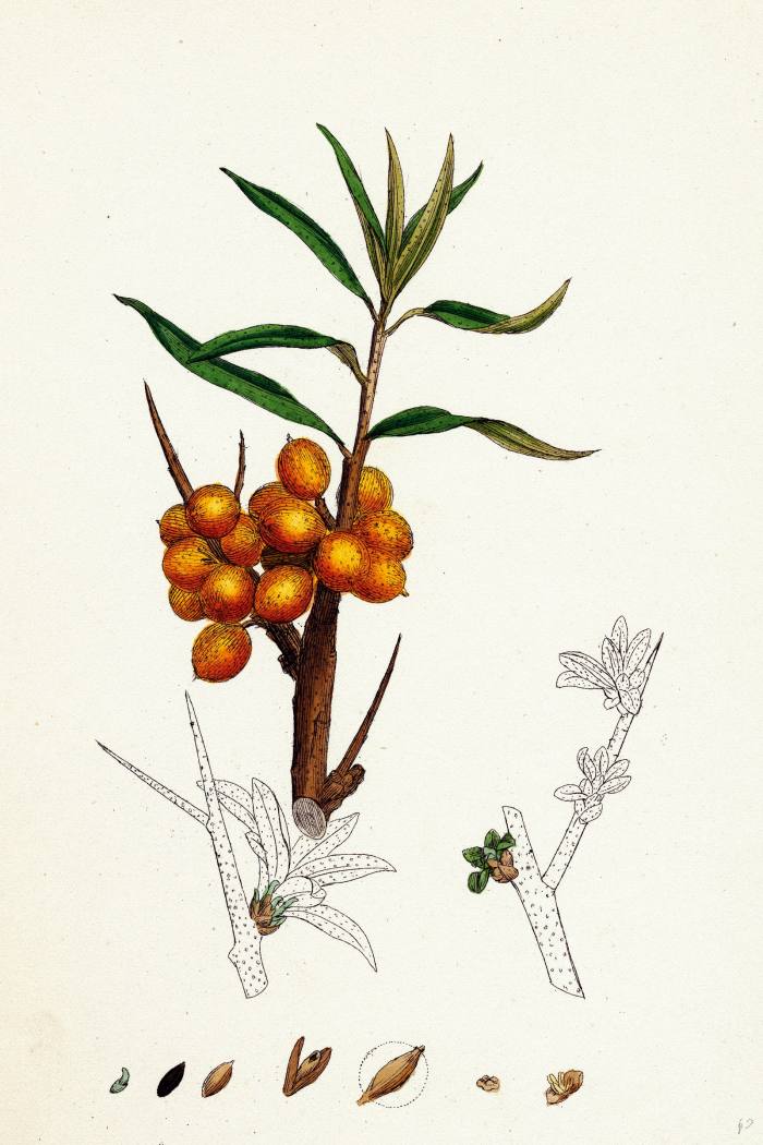 An illustration of sea buckthorn berries