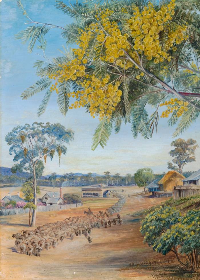 Flowers and Foliage of the Silver Wattle, Queensland, by Marianne North