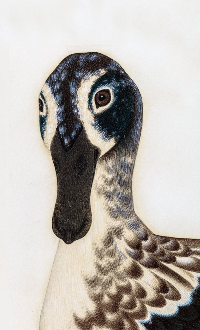 Watercolour of a duck’s head looking rather saucy