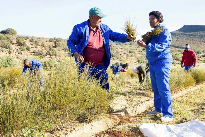 Workers on the co-operative harvest the rooibos. . . 