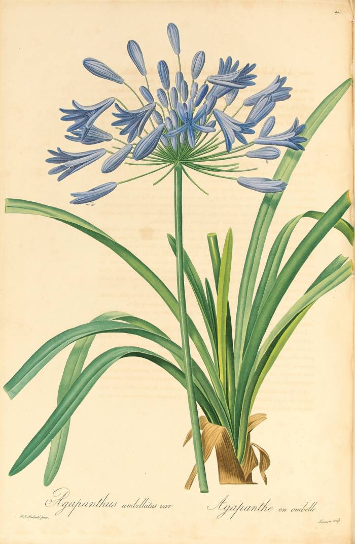 Drawing of the blue bells of a hyacinth