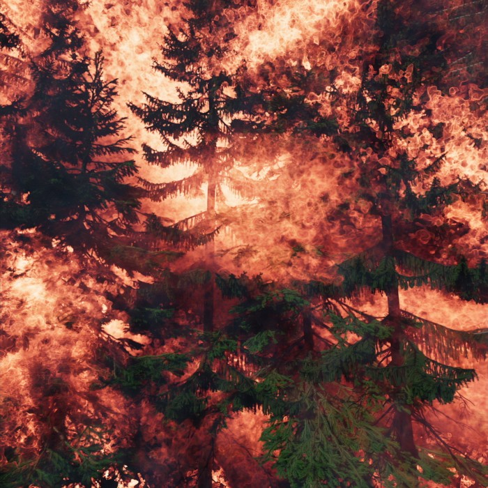 Picture of a forest on fire
