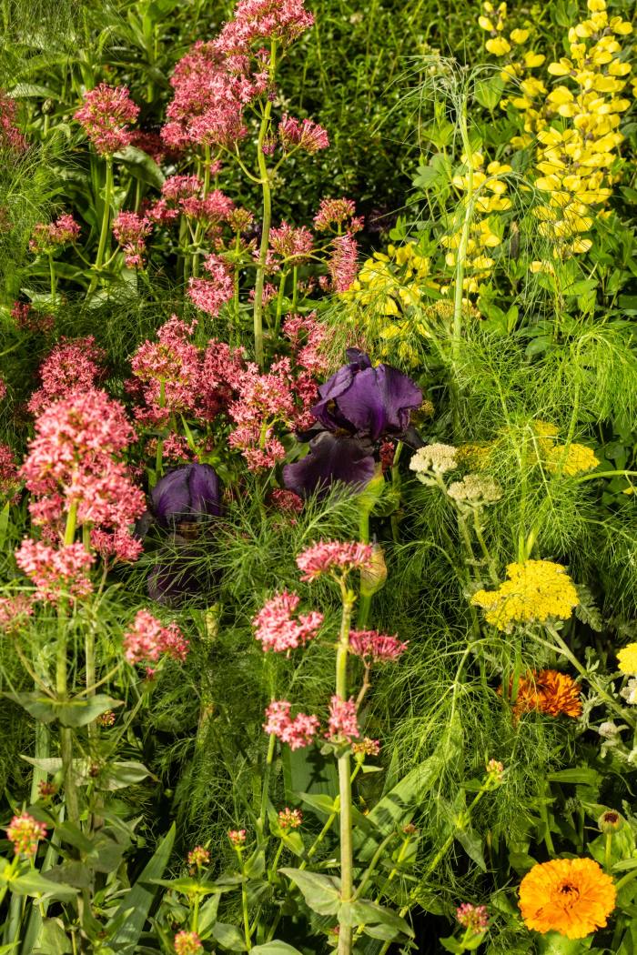 Flowers and plants in the Textile Garden include iris, valerian, fennel, false indigo and marigold