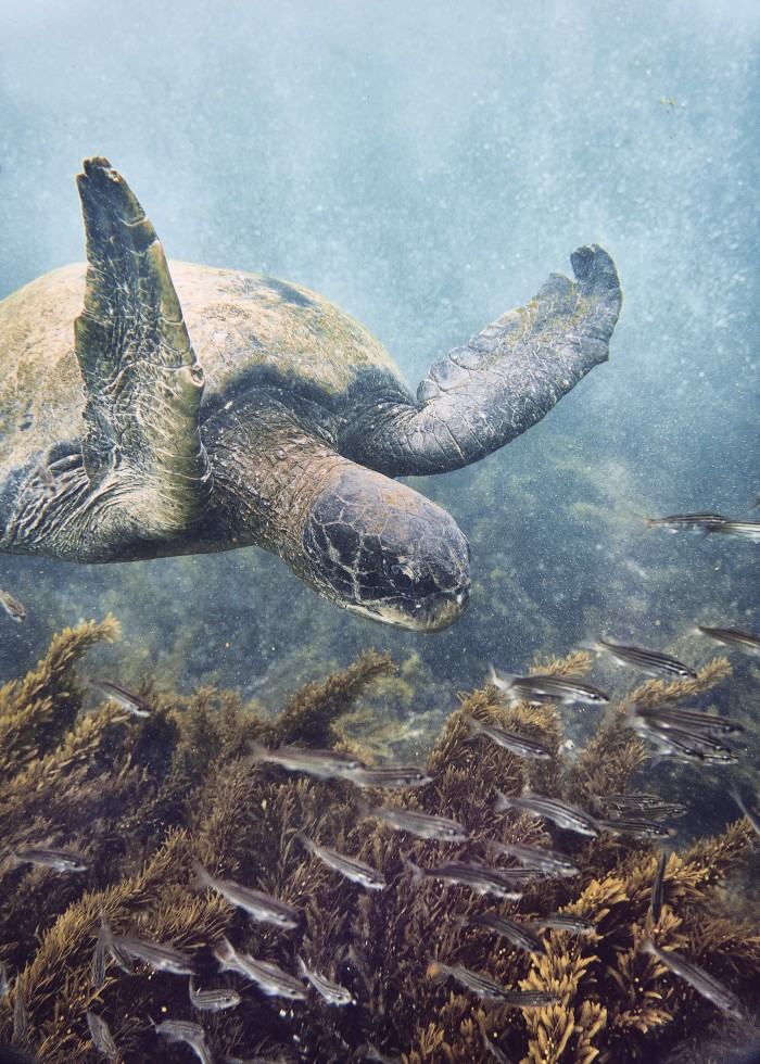 Green turtles off Isabela, the largest of the Galápagos islands