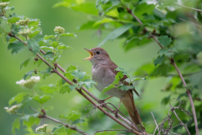 a nightingale perched in a tree in spring