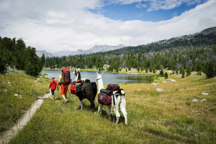 The Houlding family lead their two llamas, Tiberius and Titan, towards a lake surrounded by forested slopes