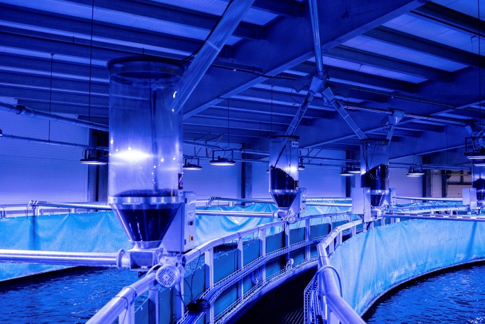 The RAS — recirculating aquaculture system — at Fredrikstad was custom-designed by Danish engineers. The system allows water to be continuously filtered